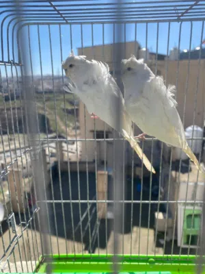 طيور حب هوجو رومو زوج للبيع او البدل على طيره كوكتيل