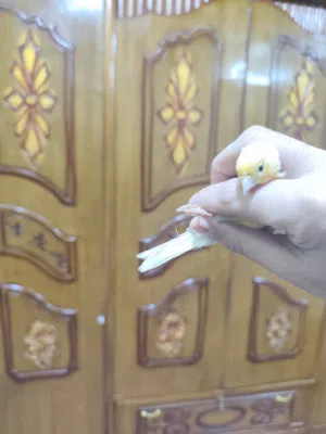كناري فول تغريد اقره الوصف