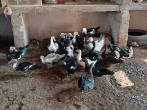 بط للبيع شهرمان اصلي بدون تهجين