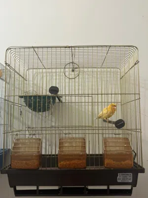 جوز كناري جزري تحتهم بيض مع 6فراخ مخاليف لون جزري