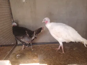 حبش هولاندي وبلدي