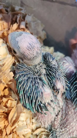 طير درة ازرق متوة blue bird