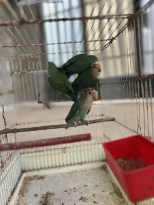 4 كوبيا روز للبيع