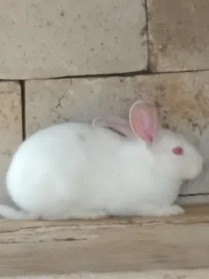 ارانب للبيع