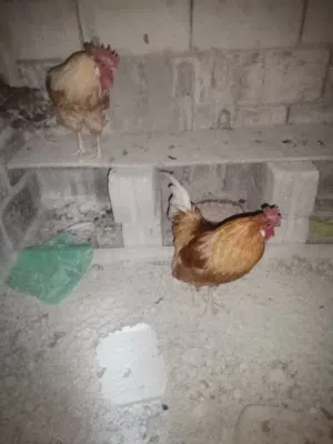 متوفر جاج بلدي بياضه  وديكين هومو مخلف اجديد وصوت وصحتهم ماشاءالله عليهم