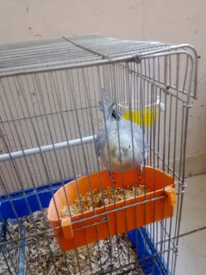 عصفور كوكتيل انثى عمره من ثلاثه لاربعه اشهر مروض مع قفص الكبير ب 25