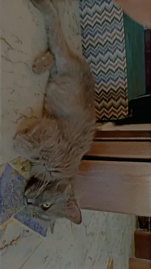 ‏شيرازي‏0