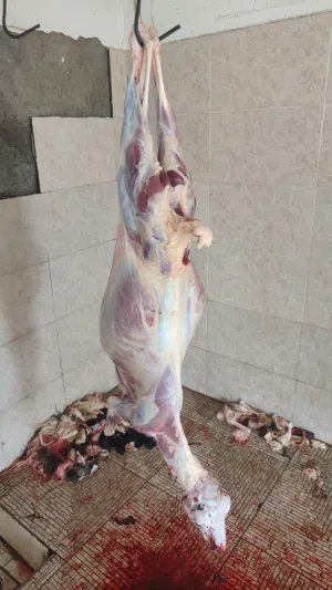 يوجود لدي جدي جامودي فول سمنه عمره 12شهر يوزن مال27 مطلوب 150يوجود فيديوا للبيع يوجود كبش 5