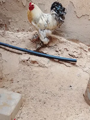 فروج براهما