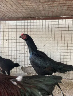 للبيع دجاجه اموره طيبه م عليه كلام