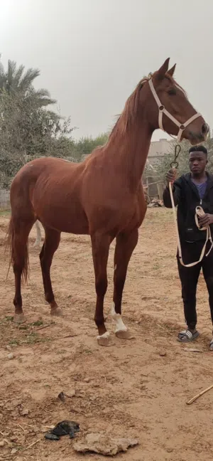 فرس بنت وجدي للبيع