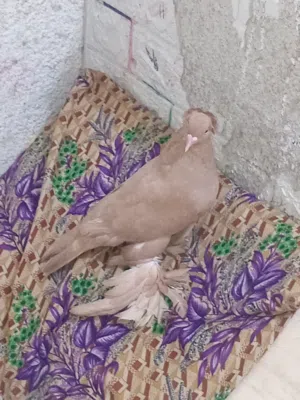 حمام نثيه راعب