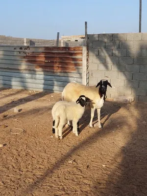 Sheep3