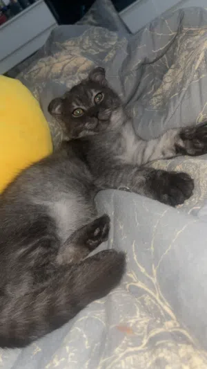 Kitten for sale Age: 3 months, in good health Scottish Fold mix (folded ears)
