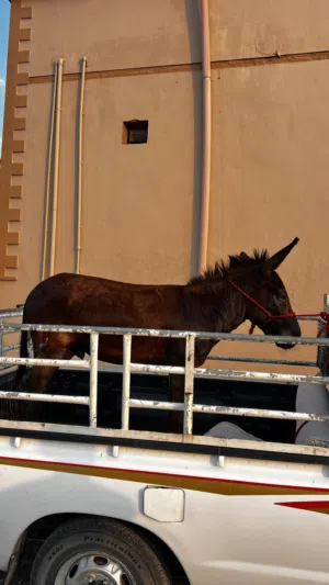 للبيع حمار صغير ف سن