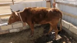 بقرة لحم للبيع  وعجل