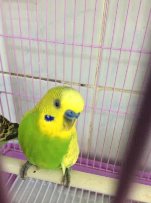 male and female budgie
