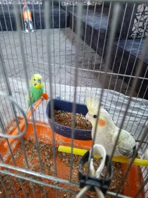 للبيع عصفور كوكتيل فحل وعصفور حب فحل