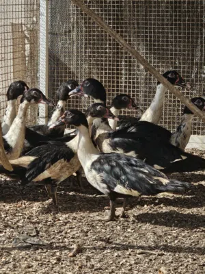 بط مصري للبيع