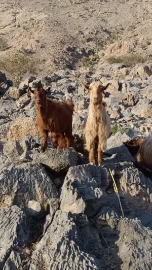 للبيع شاه من حلال الجامودي  هيا وبنتها