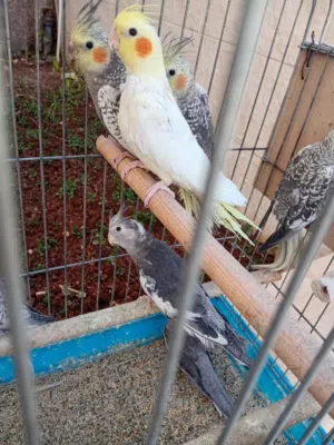 كوكتيل مخاليف