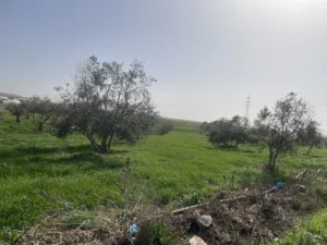 Farm Land for Sale in Madaba Other