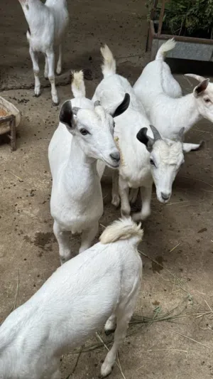 للبيع اغنام صلالية محلية