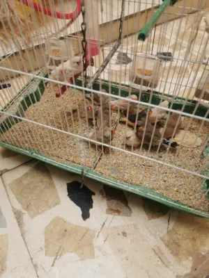 طيور زيبرا