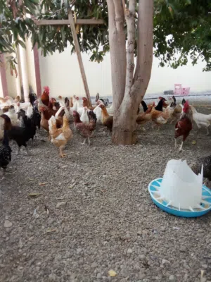 دجاج عماني عمر الانتاج