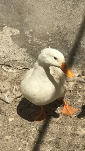 بط عدد 3 للبيع