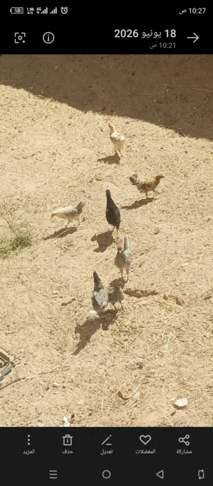 سبعه كتاكيت