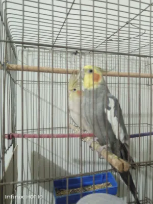 كوكتيل شغال للبيع الاسكندريه