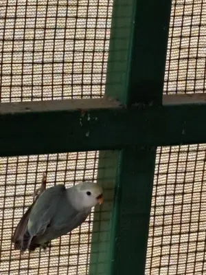 لوف بيرد نوعيه ممتازه