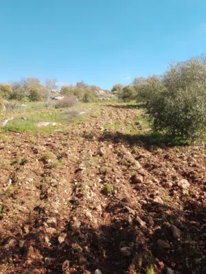 farm-land-for-sale-in-irbid-sahm