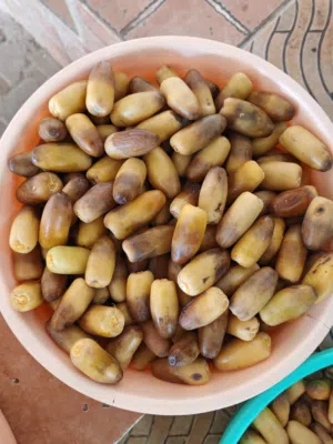رطب نغال بوشر جديد