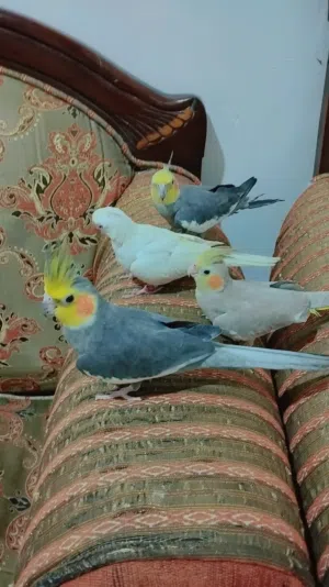 عدد 4كوكتلات اليفات جدا وزوج بغبغاء دره