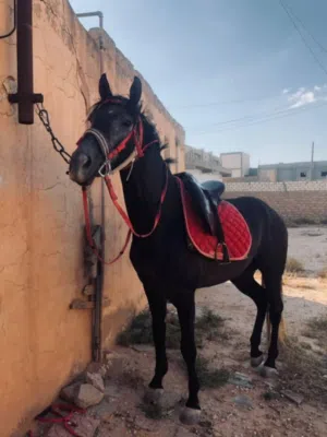 حصان ماشاء الله