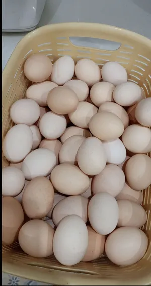 للبيع بيض محلي
