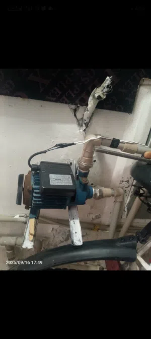 /عــــــــندي بومبة لَلَبيع /النوع /Soggia ايطاليا // وُتُـــــــعتبر شبه جديدة
