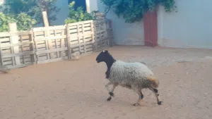 فطيمه وطنيه الله يبارك عمرها ف7شهور سليمه من الامراض متع تربيه مشالله..