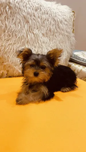 Yorkshire Terrier , 3 months old