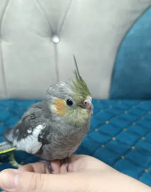 كوكتيل حبشي اليف طينه شوف وصف