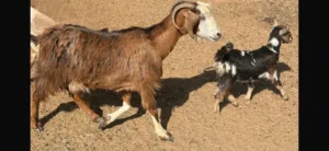 Mother Goat, baby goat and other birds