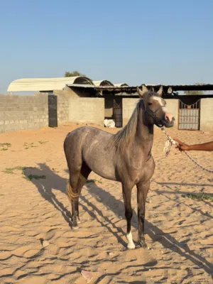 مهرة للبيع