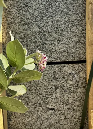 بلاط جرانيت رمادي فاتح 60×60  جاهز في مسقط  سعر خاص للكميات