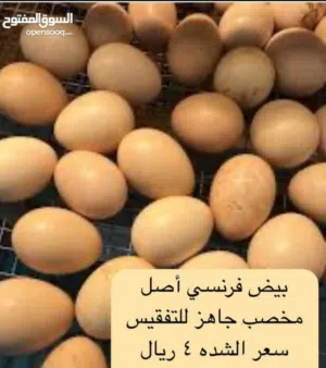 بيض فرنسي اصل مخصب