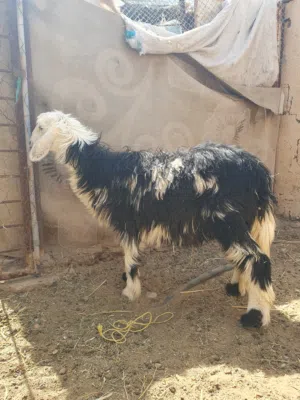 كبشين و حمله للبيع من حلال النجدي