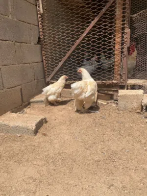 دجاج براهمه للبيع او تبديل بي عصفير