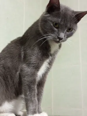 قطه انثى روسيه