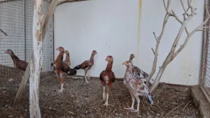 دجاج باكستاني العمر 3 شهور ونص نسل جميل
